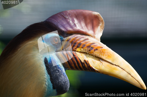 Image of Knobbed Hornbill (Aceros cassidix)