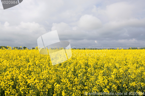 Image of Rape Flowers in Germany