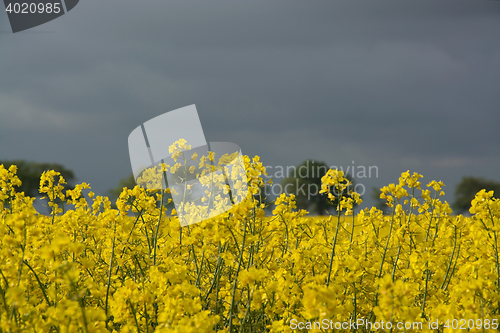 Image of Rape Flowers in Germany