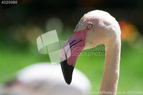 Image of Greater Flamingo (Phoenicopterus roseus)