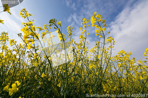 Image of Rape Flowers in Germany