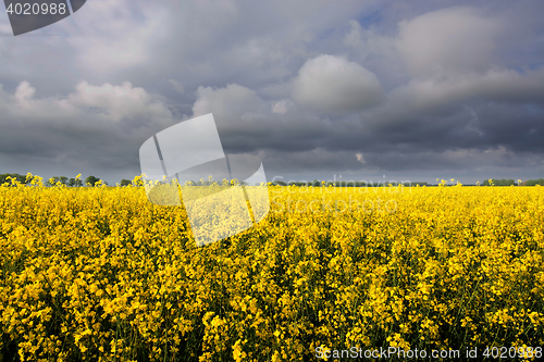 Image of Rape Flowers in Germany