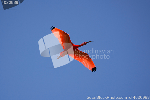 Image of Scarlet Ibis (Eudocimus ruber)