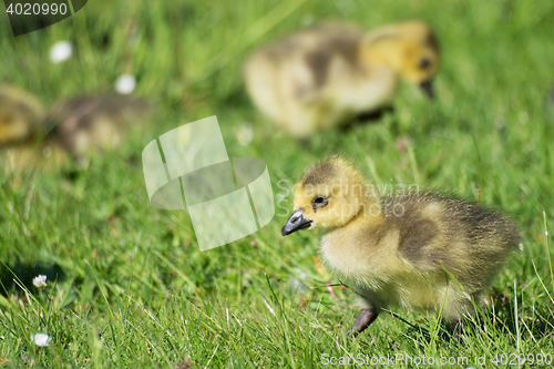 Image of Grey Goose Biddy