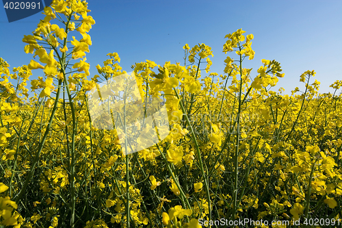 Image of Rape Flowers in Germany