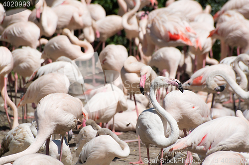 Image of Greater Flamingo (Phoenicopterus roseus)