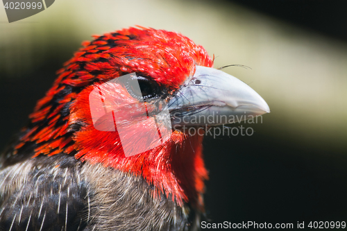 Image of Brown-Breasted Barbet (Lybius melanopterus)