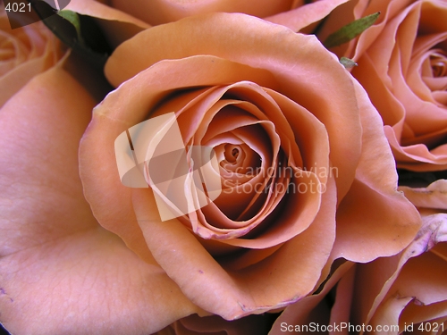 Image of Romantic rose