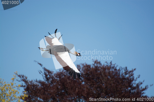 Image of Black Crowned Crane (Balearica pavonina)