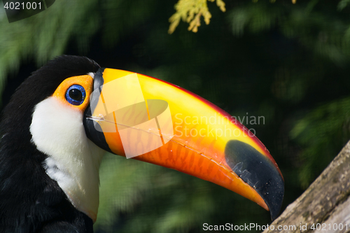 Image of Toco Toucan (Ramphastos toco)