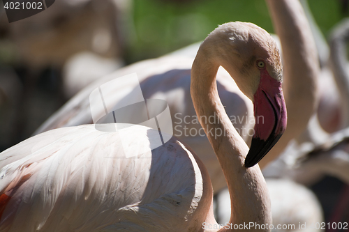 Image of Greater Flamingo (Phoenicopterus roseus)