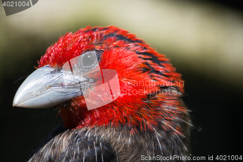 Image of Brown-Breasted Barbet (Lybius melanopterus)