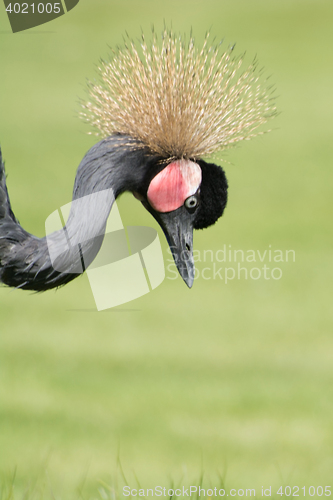 Image of Black Crowned Crane (Balearica pavonina)