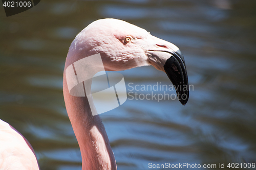 Image of Greater Flamingo (Phoenicopterus roseus)