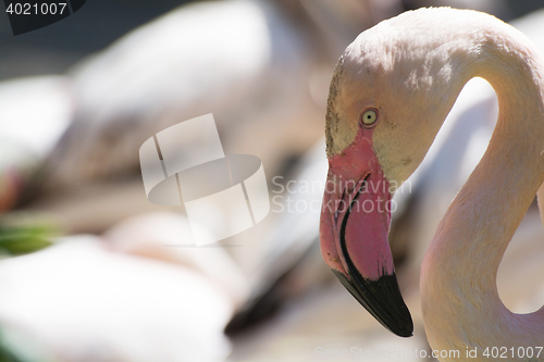 Image of Greater Flamingo (Phoenicopterus roseus)