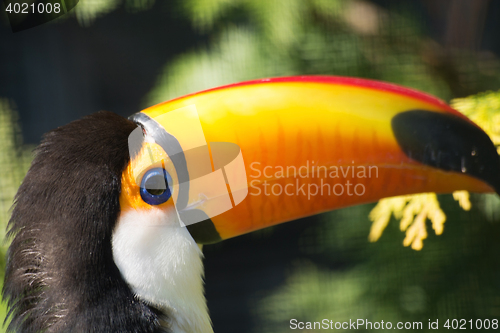 Image of Toco Toucan (Ramphastos toco)