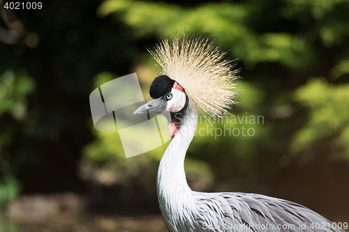 Image of Black Crowned Crane (Balearica pavonina)