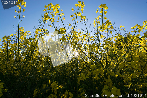Image of Rape Flowers in Germany