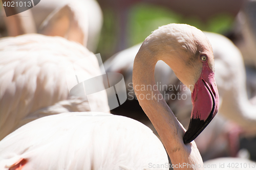Image of Greater Flamingo (Phoenicopterus roseus)