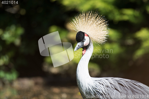 Image of Black Crowned Crane (Balearica pavonina)