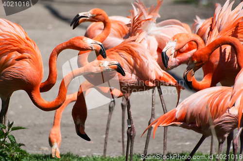 Image of American Flamingo (Phoenicopterus ruber)