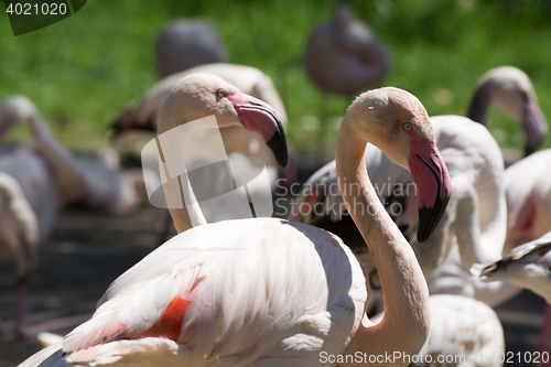 Image of Greater Flamingo (Phoenicopterus roseus)