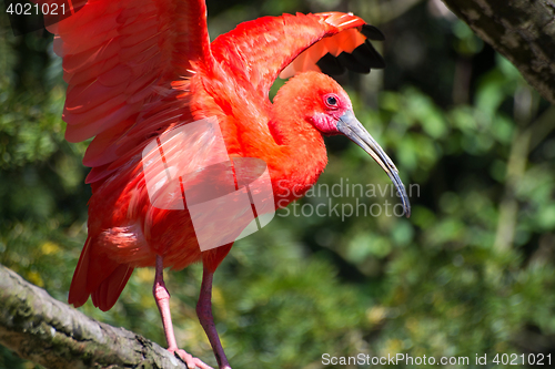 Image of Scarlet Ibis (Eudocimus ruber)