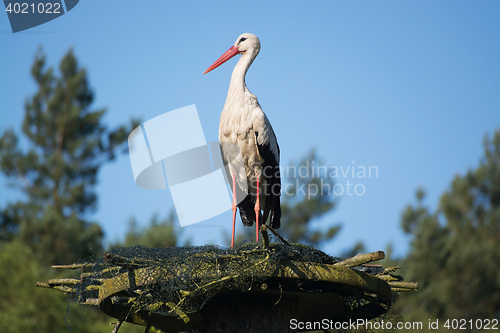 Image of White stork (Ciconia ciconia)