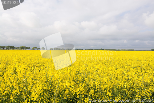 Image of Rape Flowers in Germany