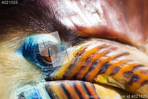 Image of Knobbed Hornbill (Aceros cassidix)