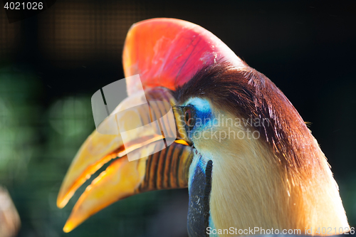Image of Knobbed Hornbill (Aceros cassidix)