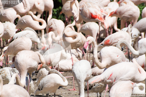 Image of Greater Flamingo (Phoenicopterus roseus)