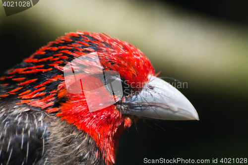 Image of Brown-Breasted Barbet (Lybius melanopterus)