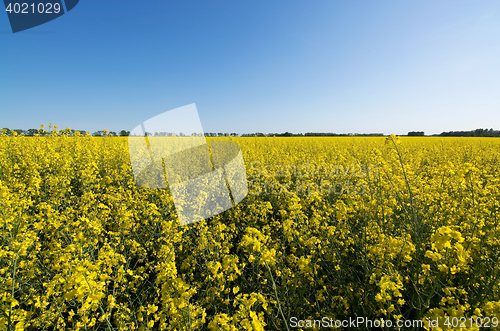 Image of Rape Flowers in Germany