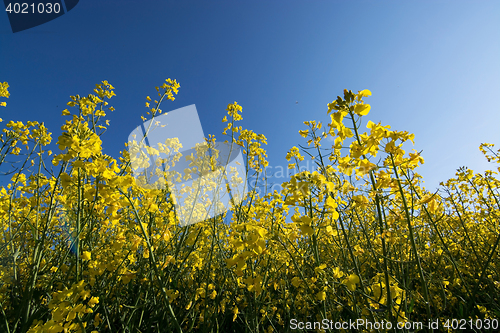 Image of Rape Flowers in Germany