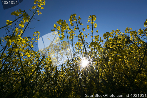 Image of Rape Flowers in Germany