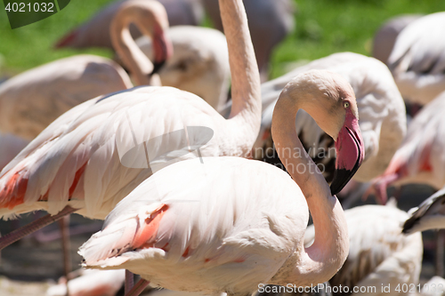 Image of Greater Flamingo (Phoenicopterus roseus)