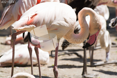 Image of Greater Flamingo (Phoenicopterus roseus)