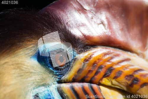 Image of Knobbed Hornbill (Aceros cassidix)