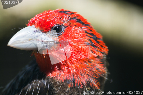 Image of Brown-Breasted Barbet (Lybius melanopterus)