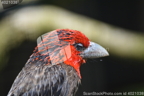 Image of Brown-Breasted Barbet (Lybius melanopterus)