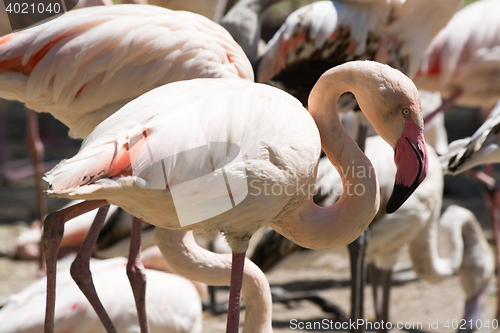 Image of Greater Flamingo (Phoenicopterus roseus)