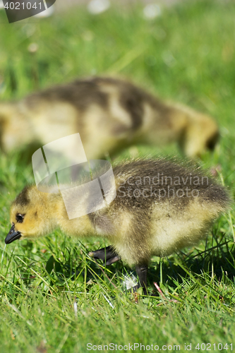 Image of Grey Goose Biddy