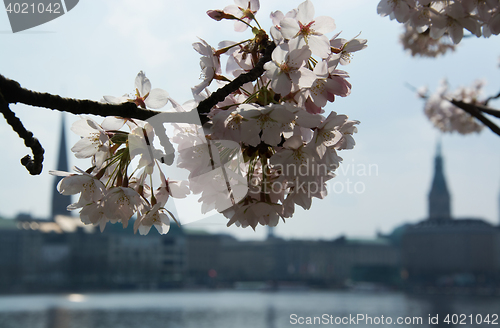 Image of Spring at the Alster