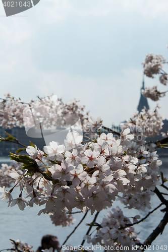 Image of Spring at the Alster