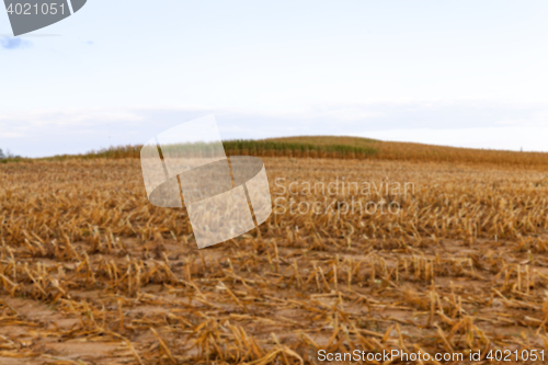 Image of harvesting corn