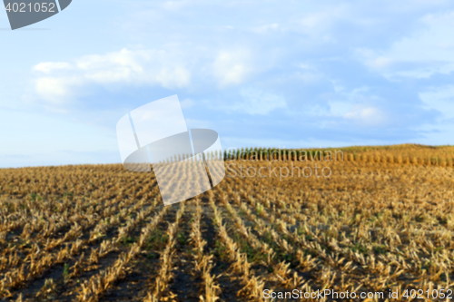 Image of harvesting corn, defocus