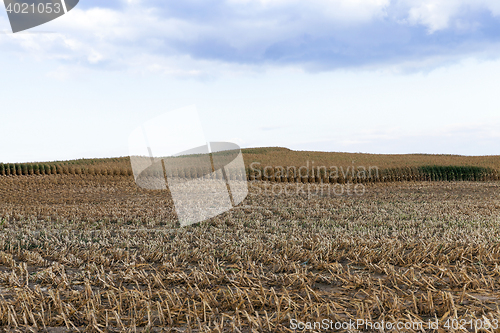 Image of harvested mature corn