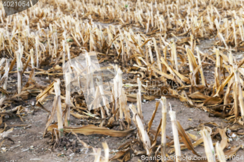 Image of harvesting corn, close up