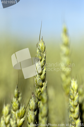 Image of unripe ears of wheat